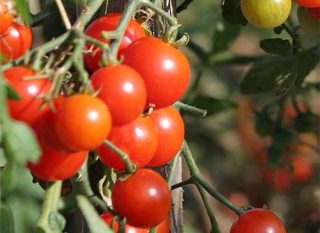 patentkali®-engrais-legumes-gourmands Avantages du patentkali® comme engrais légumes