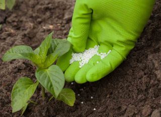 patentkali®-fertilisation-jardin- La fertilisation avec le patentkali® au jardin