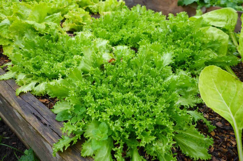 scarole frisée automne hiver
