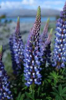 Lupin-de-Russel-bleu Lupin de Russel bleu