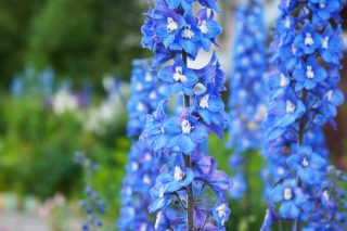 delphinium-pacific-bleu Delphinium pacific bleu