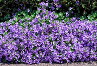 plantes-fleurs-bleu-pour-bordure Plantes à fleurs bleues pour bordure