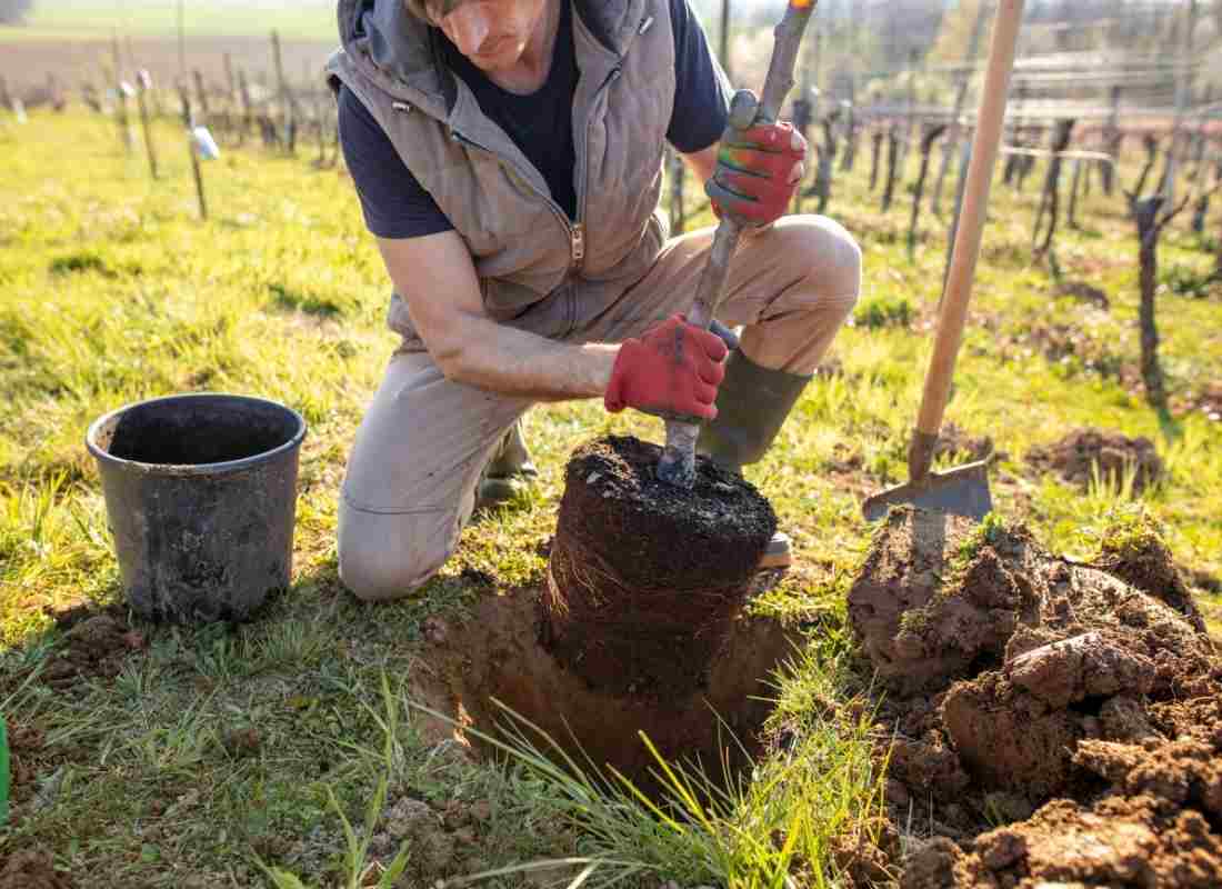 Utiliser la poudre d’os à la plantation