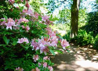 rhododendron-et-azalee Rhododendron et azalée, la différence