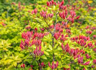 azalea-mollis azalea-mollis