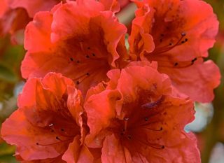 rhododendron-x-mollis Entretien et arrosage des azalée de chine