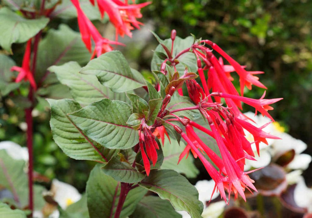 fuchsia fulgens