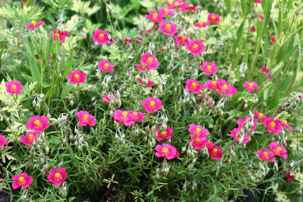 Helianthemum