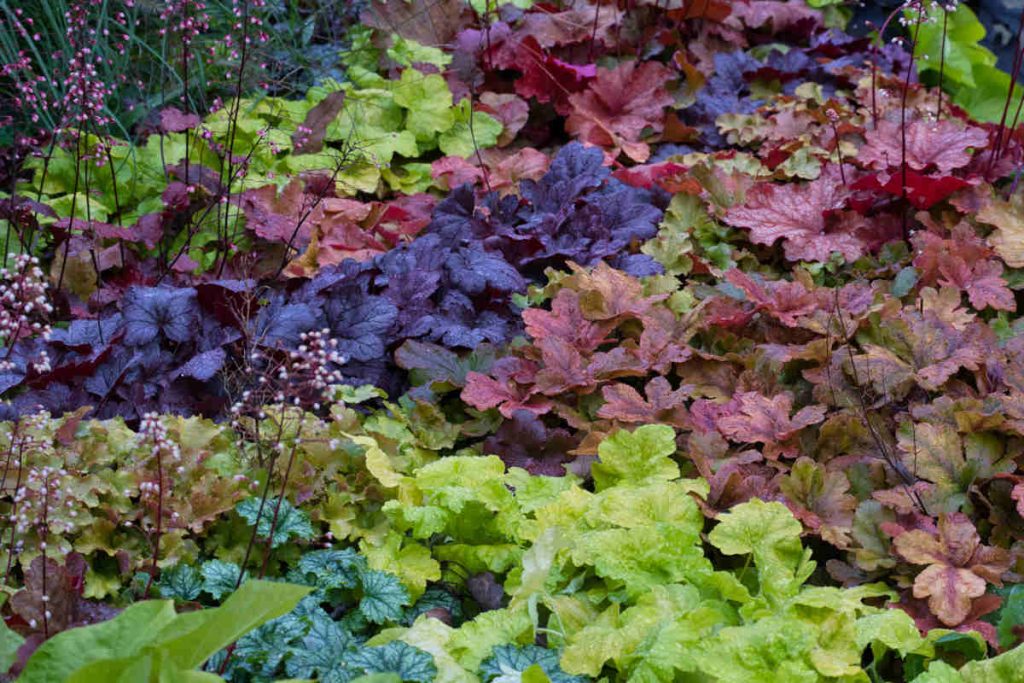 Heuchere - heuchera