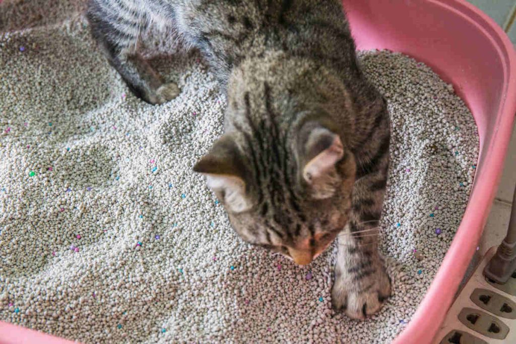 choisir litiere chat