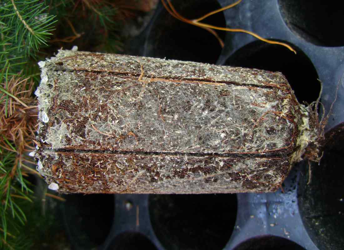 Mycorhize : bénéfices pour les plantes
