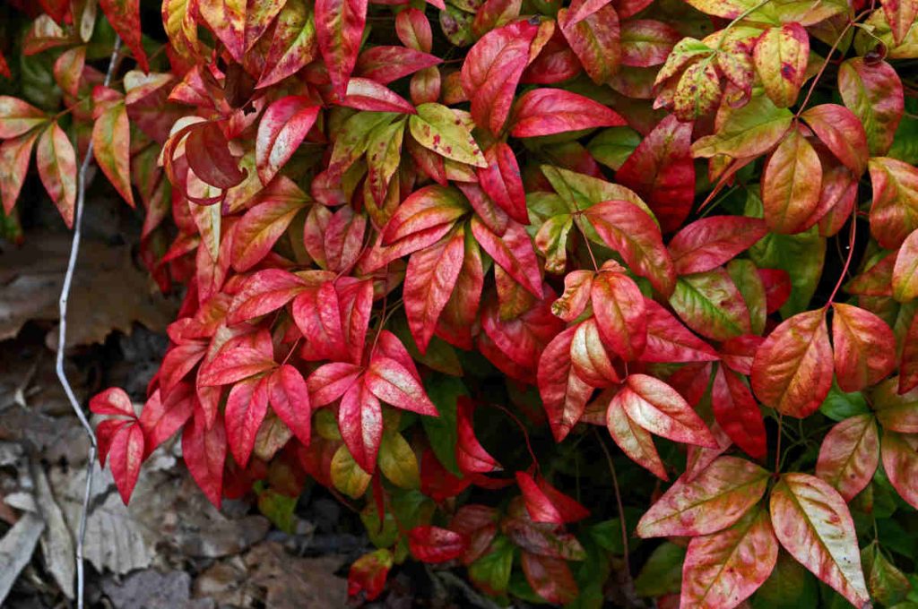 Bambou sacré - Nandina domestica