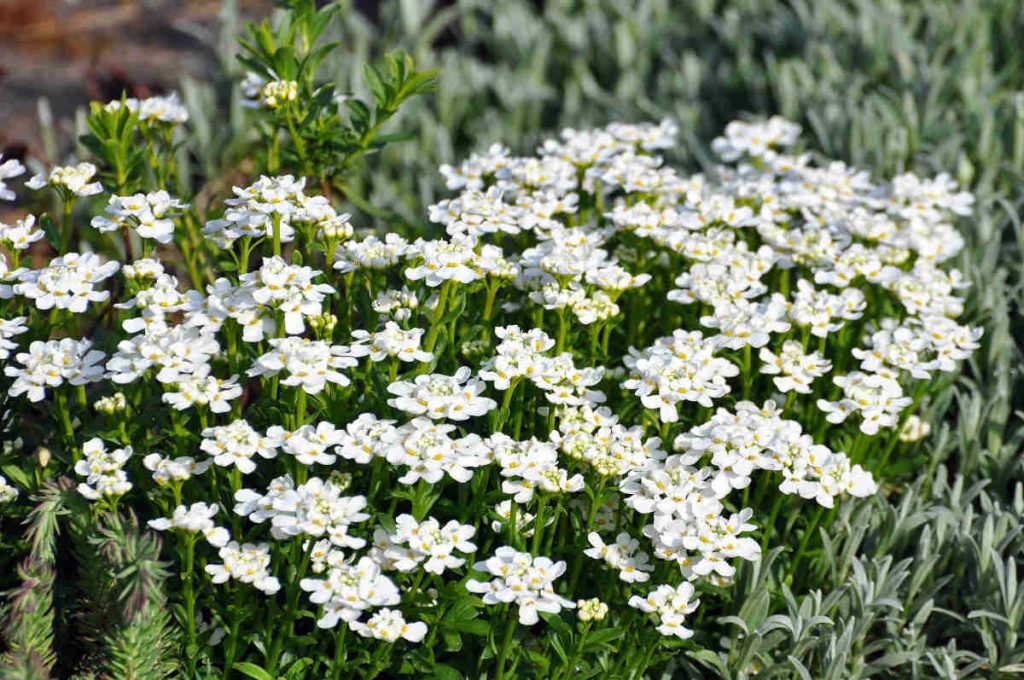 Corbeille d'argent - Iberis sempervirens