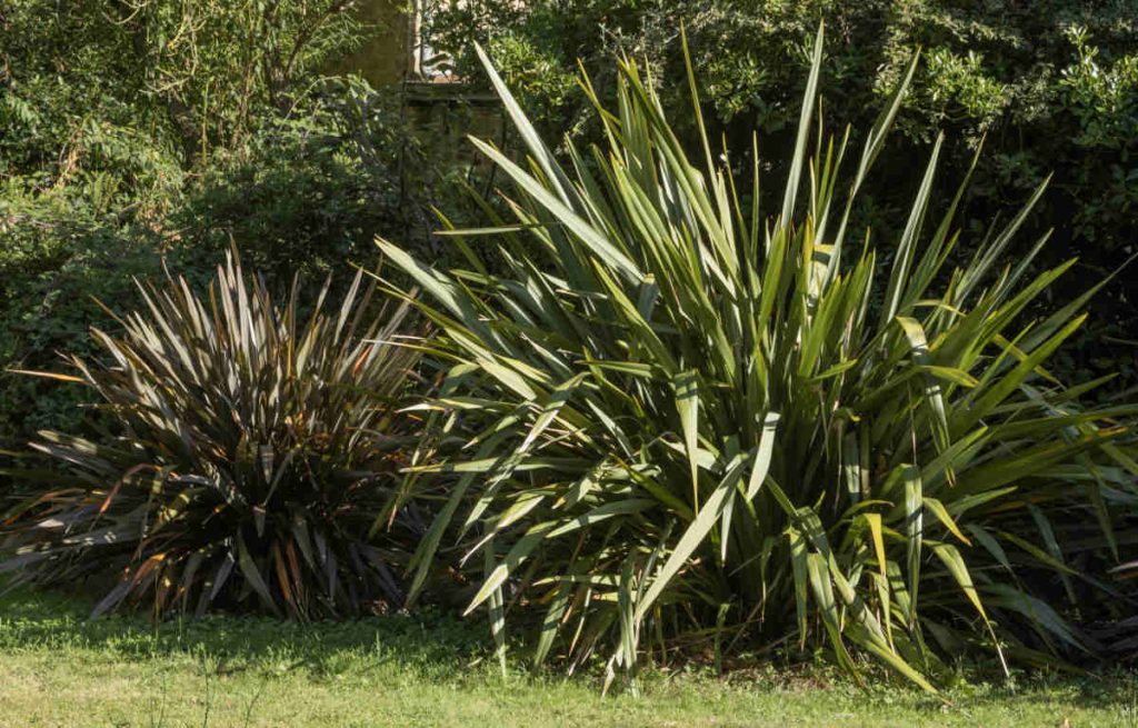 Phormium