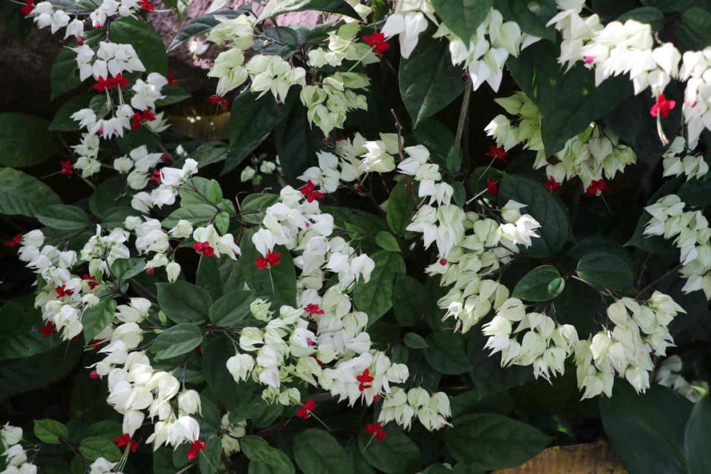 clerodendron