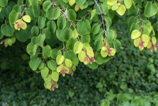 Arbre a caramel - Cercidiphyllum japonicum Arbre a caramel - Cercidiphyllum japonicum