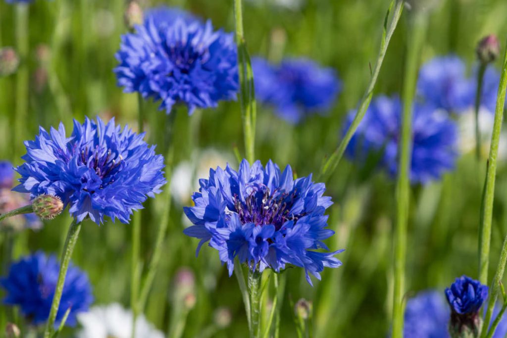 Bleuet