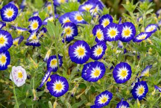 Convolvulus tricolor - belle de jour Convolvulus tricolor - belle de jour