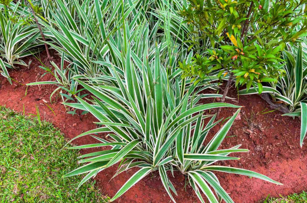 Dianella