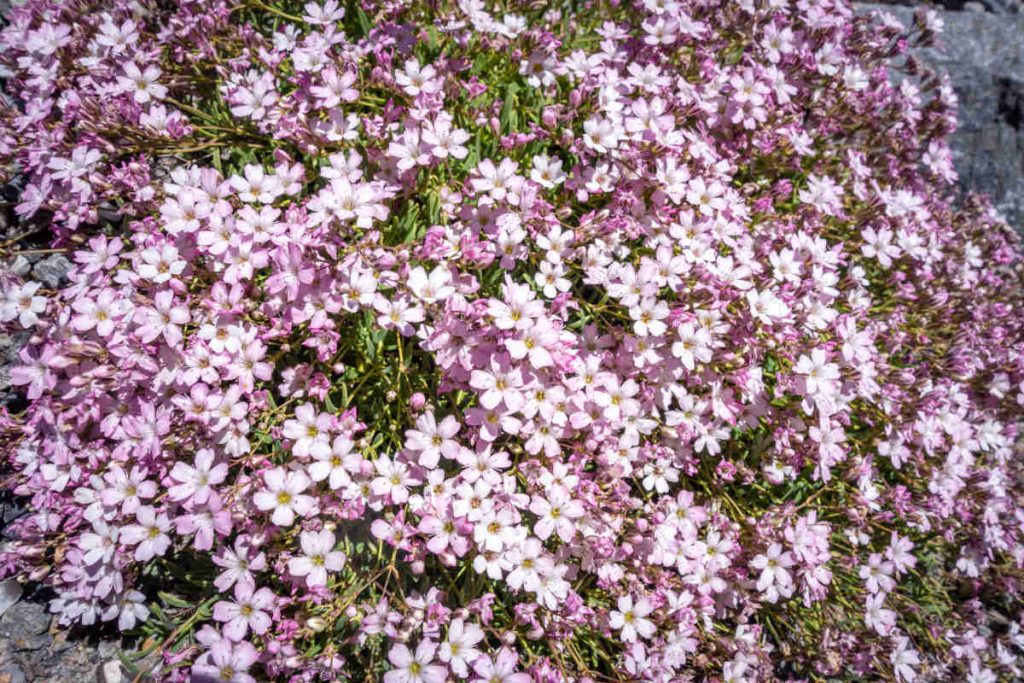 Gypsophile rampant - Gypsophila repens