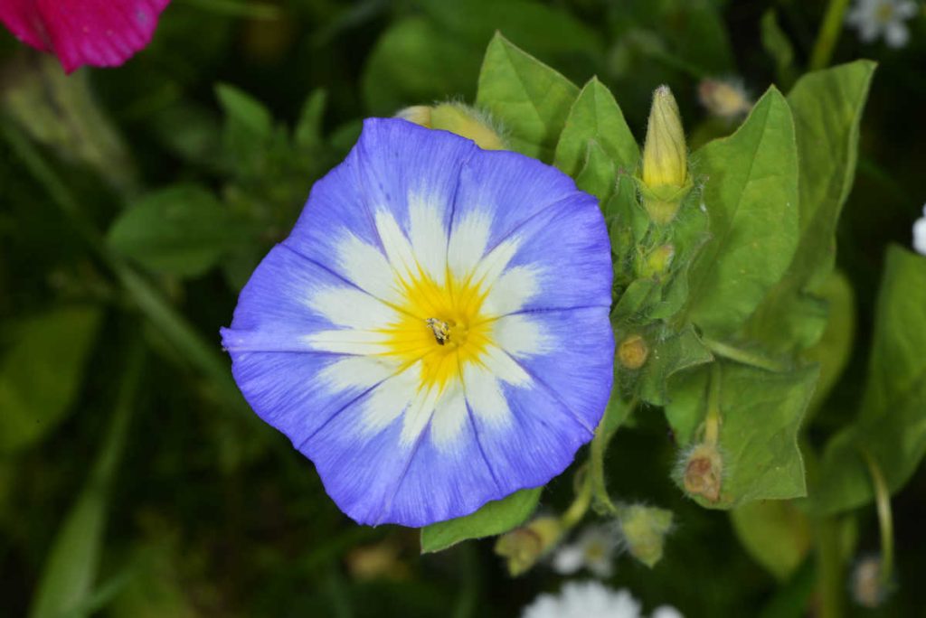 Liseron tricolor - Convolvulus sepium