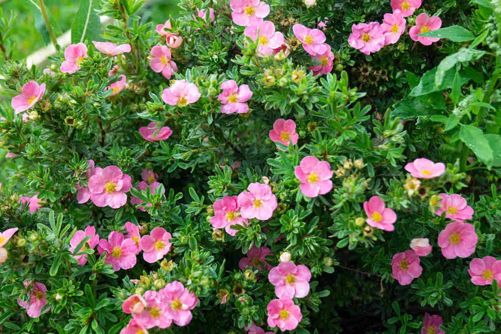 Potentille plante en fleurs
