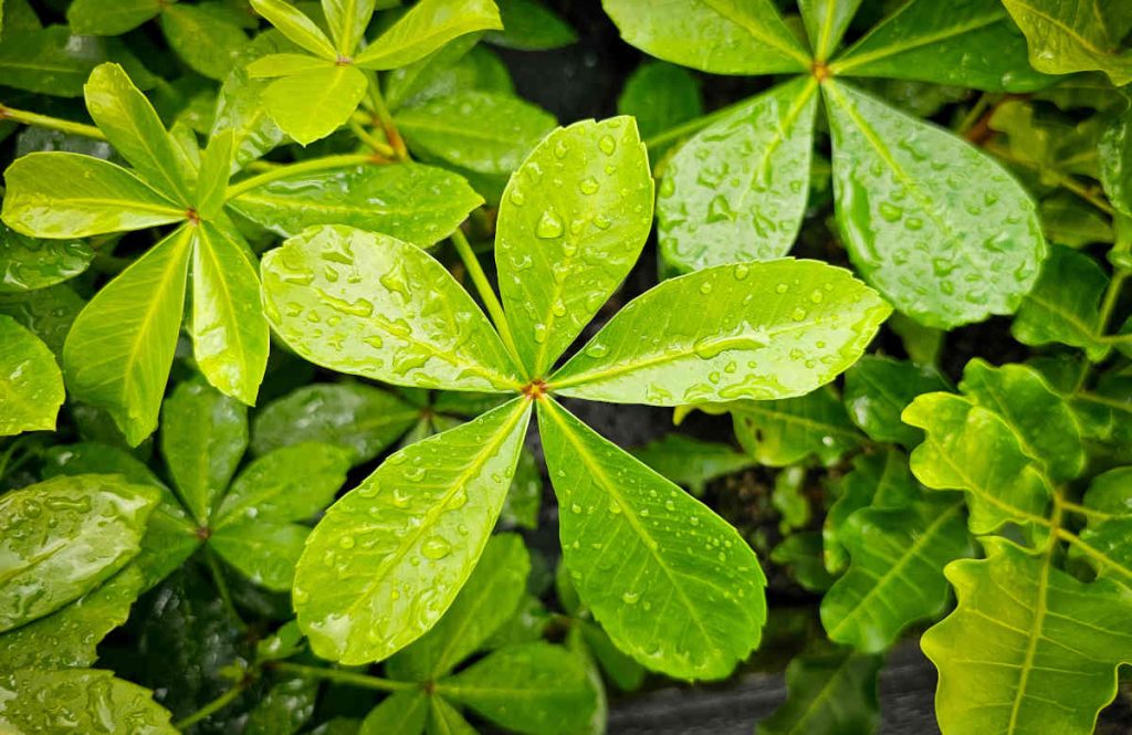 Pseudopanax