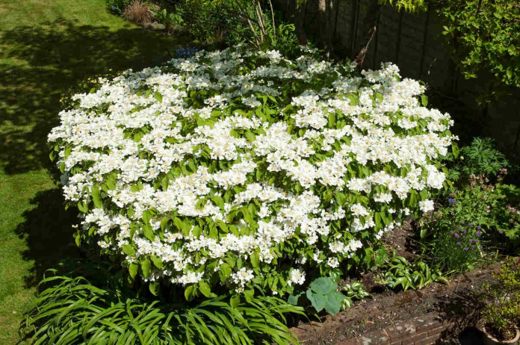 Viorne de Chine - viburnum plicatum