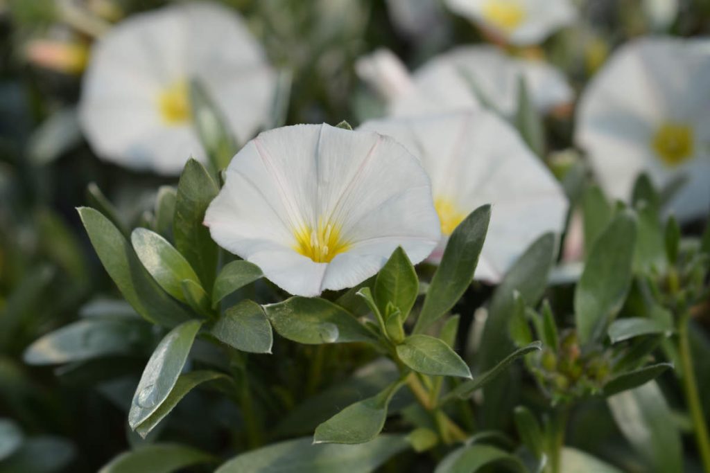 convolvulus