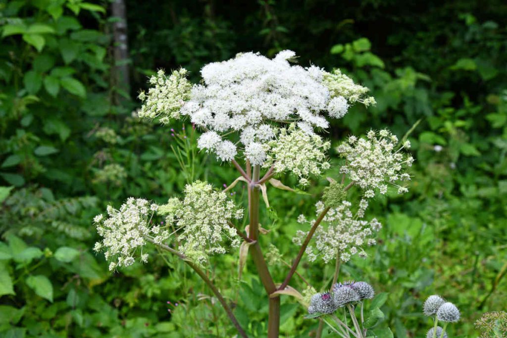 Angélique officinale - Angelica archangelica