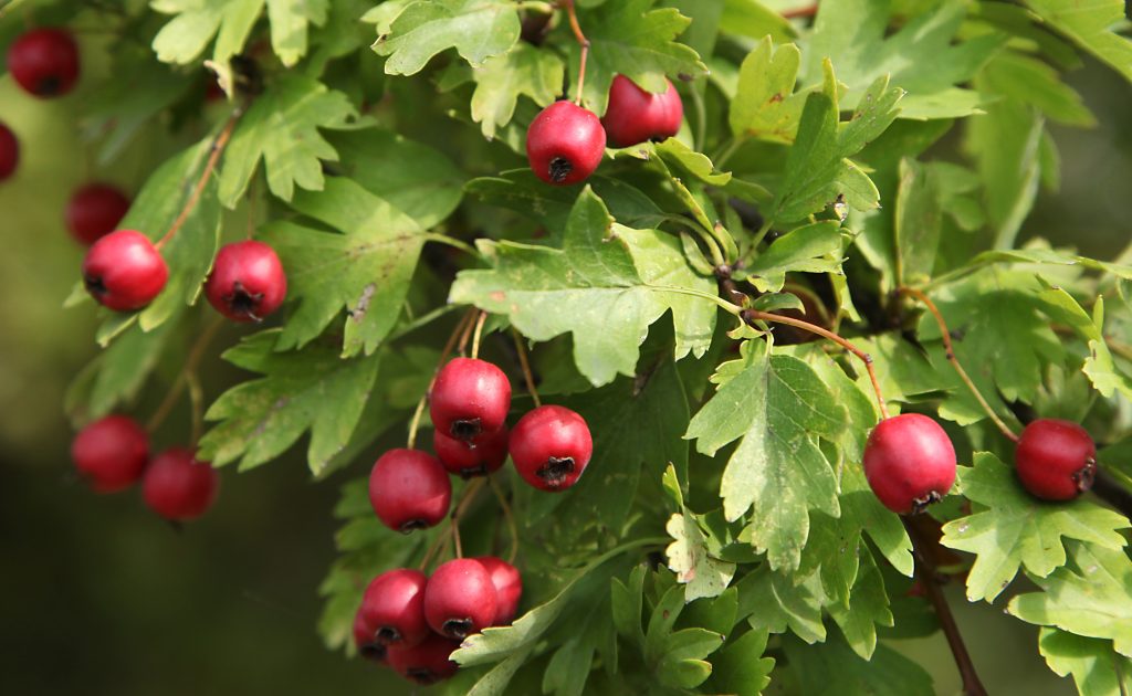 Fruits du Crataegus azarolus - azerolier