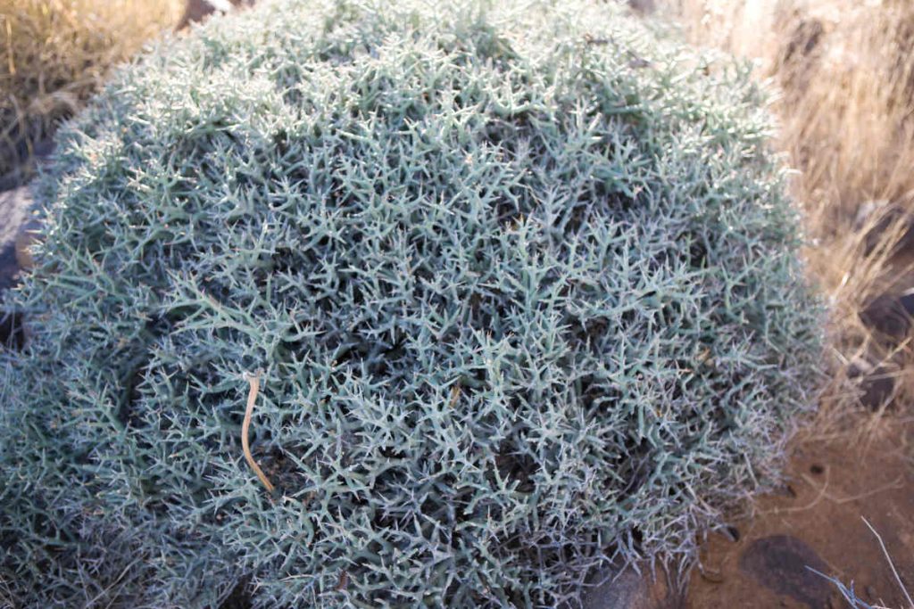 Calocephalus - Leucophyta brownii