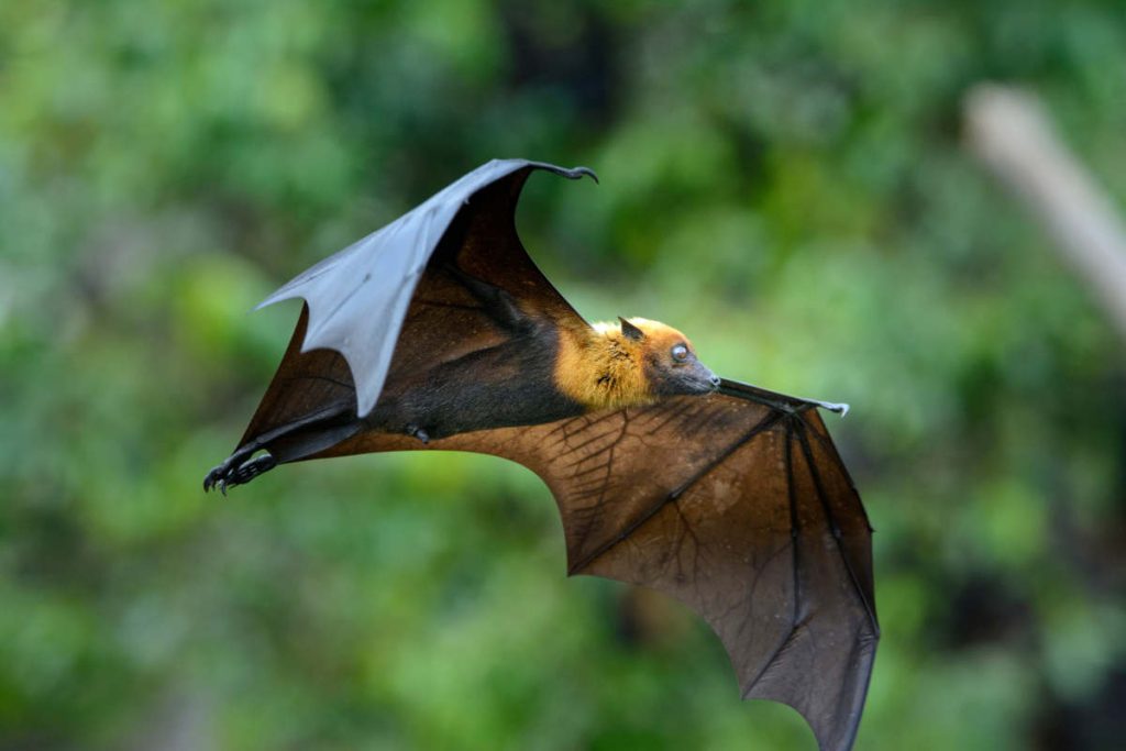 Chauve souris