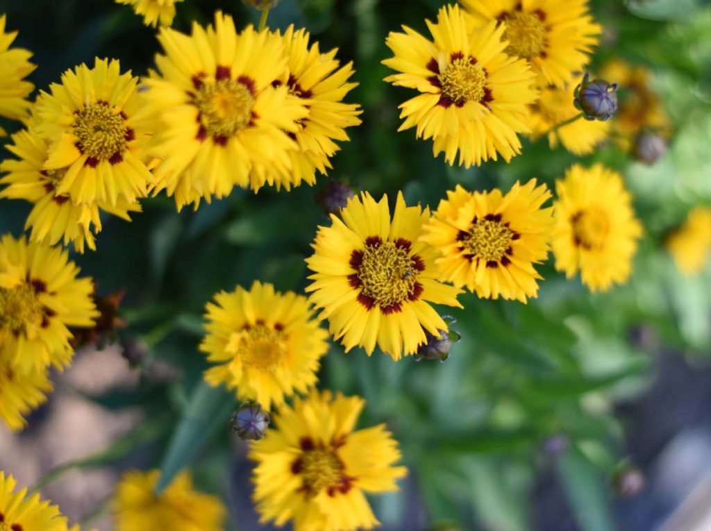 Coreopsis grandiflora