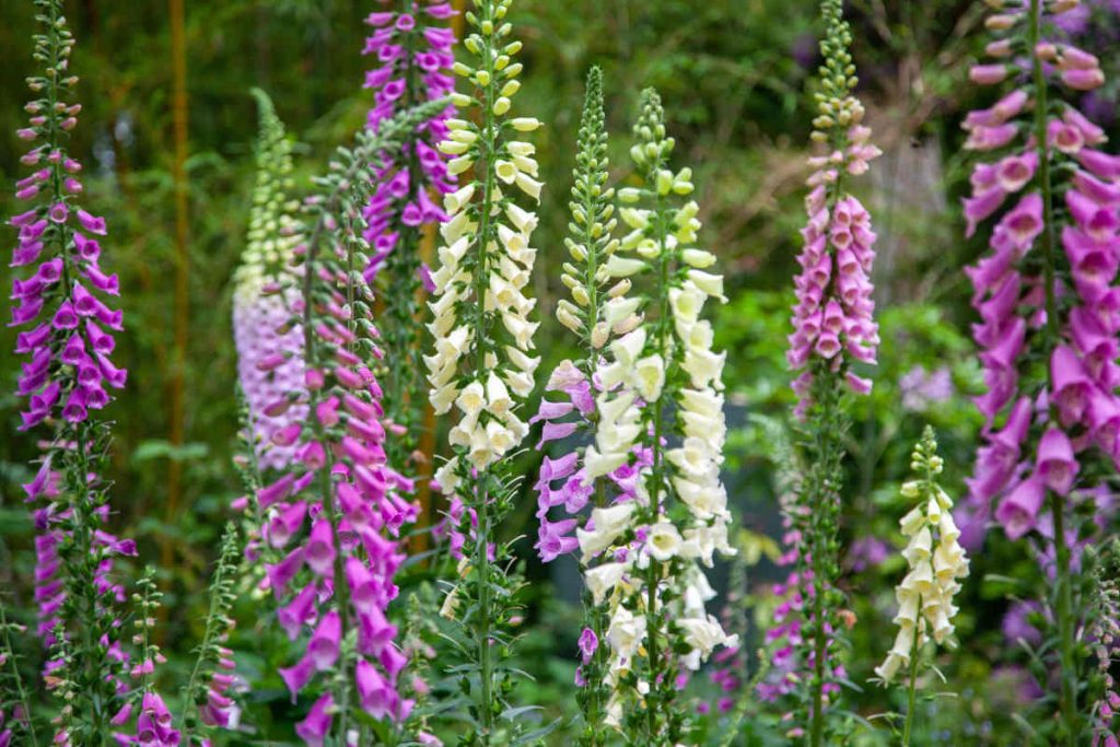 Digitale fleur