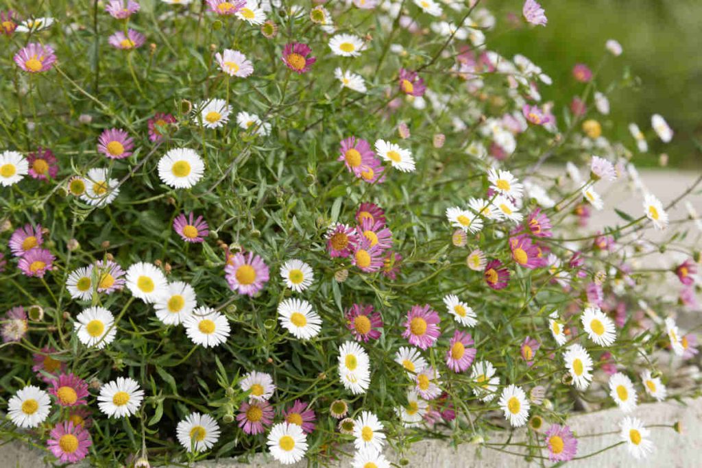 Erigeron - vergerette