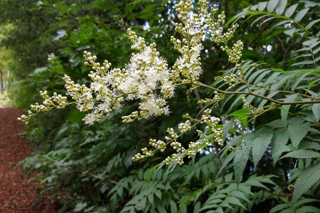 Fausse spirée en fleur - Sorbaria sorbifolia
