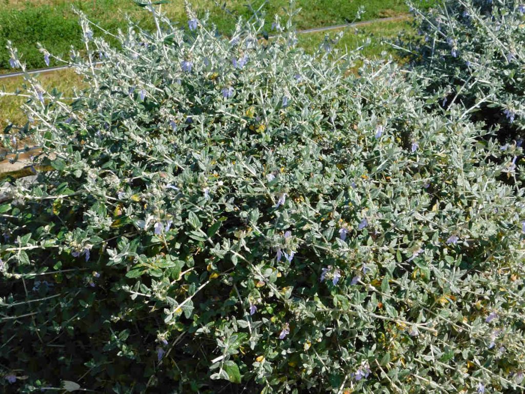 Germandree - Teucrium