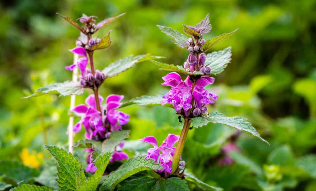 Lamier - Lamium