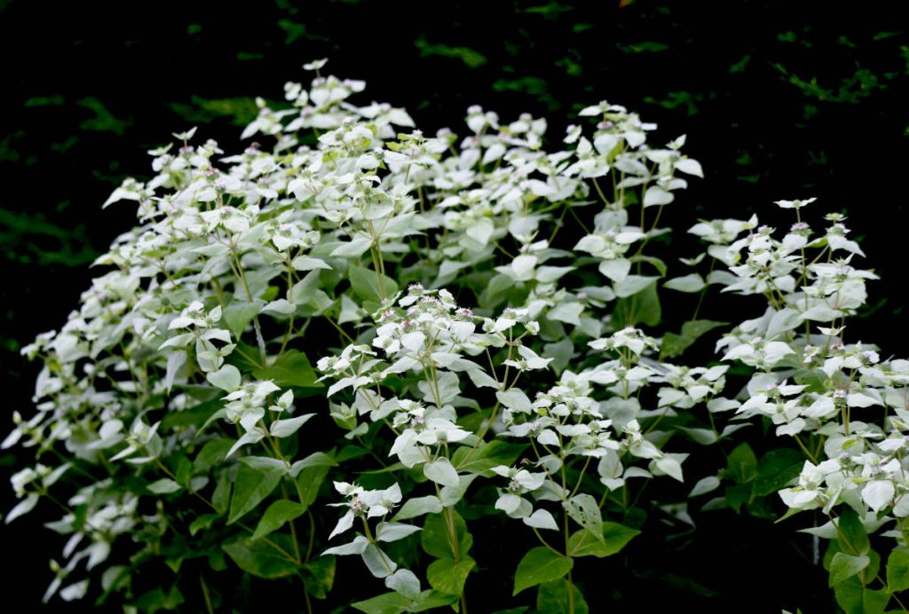 Menthe des montagnes - Pycnanthemum