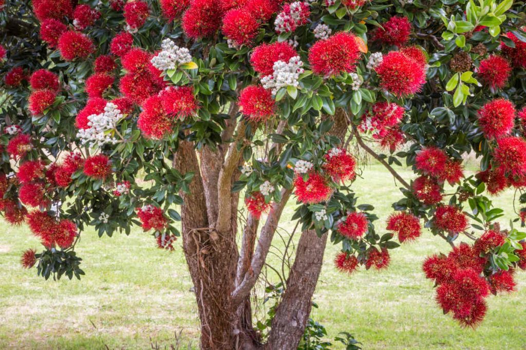 Metrosideros excelsa -pohutukawa - arbre de Noël néo-zélandais