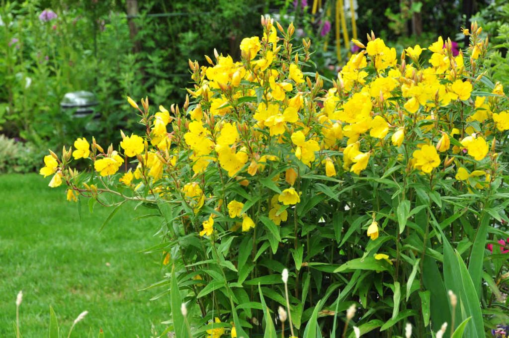 Onagre - Oenothera