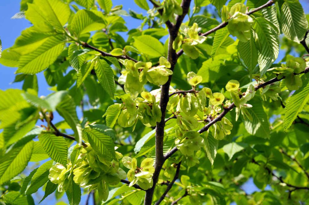 Orme - Ulmus