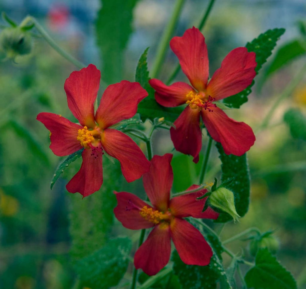 Pavonia missionum - Hibiscus Argentine