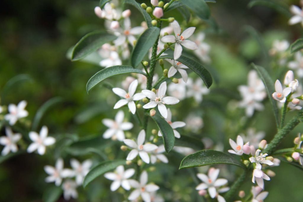 Philotheca myoporoides - Eriostemon myoporoides