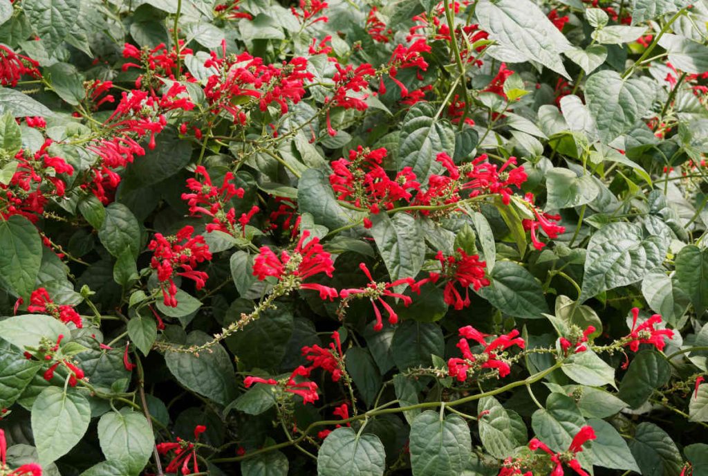 Scutellaire - Scutellaria