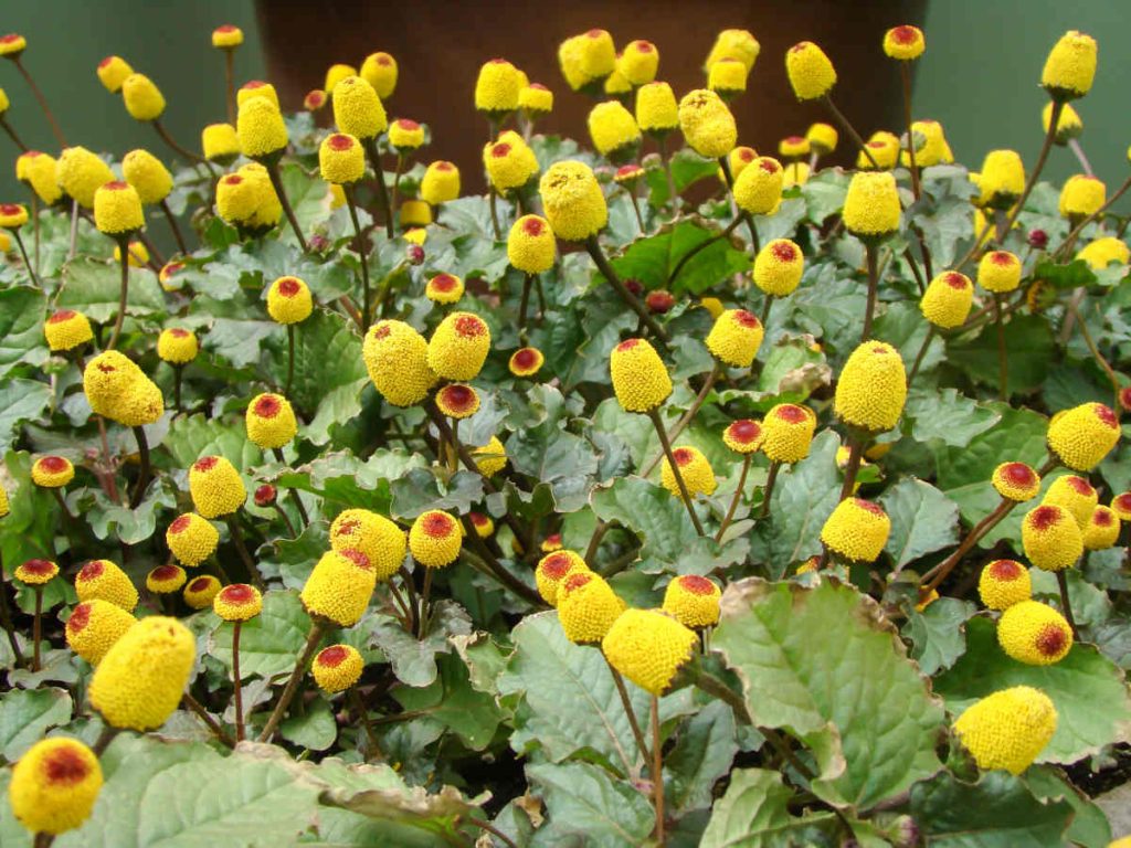 Spilanthes brede mafane