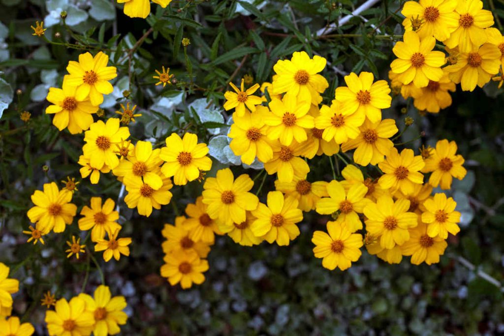 Tagetes lemmonii - Souci arbustif -Tagète de Lemmon