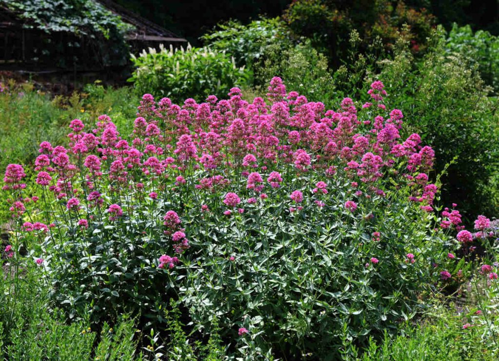 Valeriane rouge - Centranthus ruber