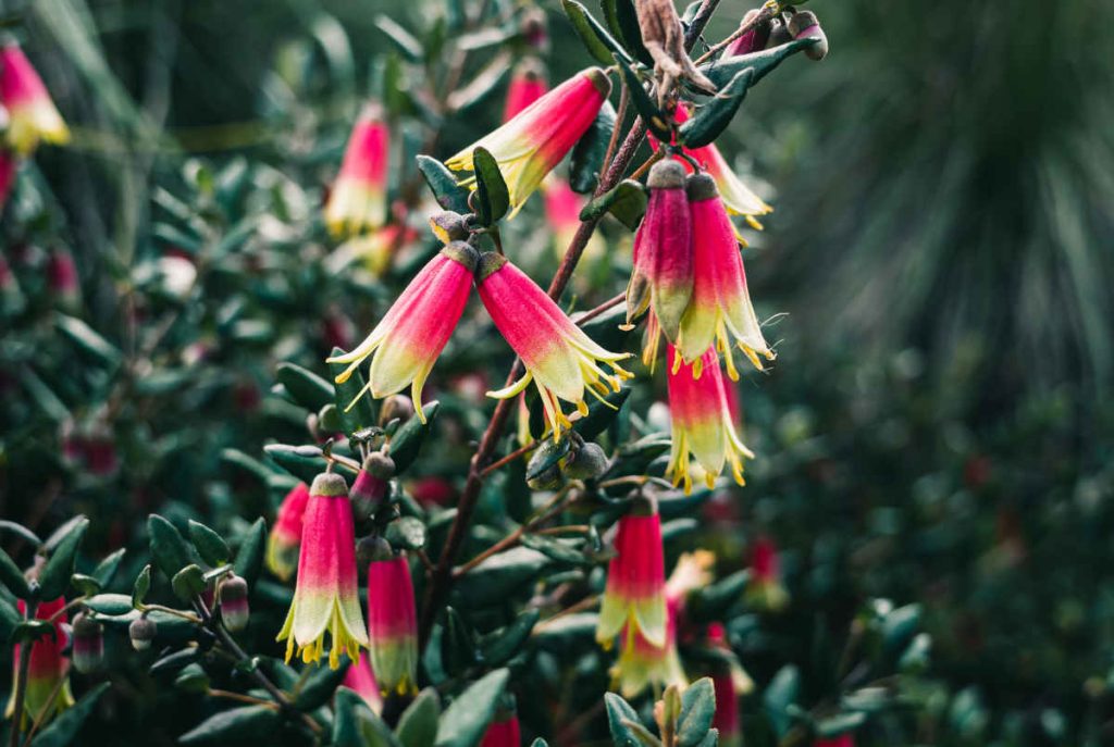 fuchsia australien - Correa reflexa